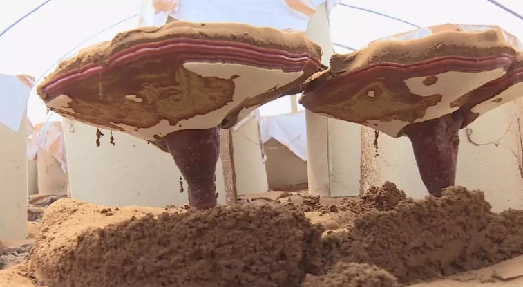 1586316977293638.png 9.png